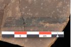 Foto (Detailansicht) von Phragmites oeningensis Braun (NHMW-GEO-2024-0188-0357)